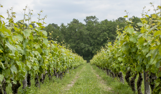 Frodig økologisk vinmark