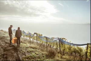 Tysk økologisk vin mark med vinbonde
